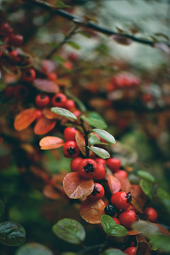 Berries, Macro, Wet, Branch, Rowan HD phone wallpaper