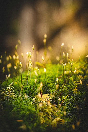 Grass, Macro, Moss HD phone wallpaper