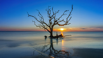 Jekyll Island Georgia Usa, jekyll-island, usa, nature, tree, sea, sunset HD wallpaper