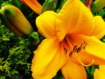 Plants, Flowers, Lilies HD wallpaper