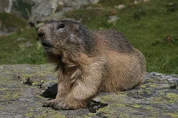 Alpine Marmot, animal, rodent, marmot, alpine HD wallpaper