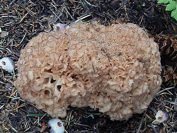Sparassis americana arizonica, Inaturalist, Food HD wallpaper