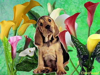 DOG WITH LILIES, CREATION, LILIES, DOG, ABSTRACT HD wallpaper