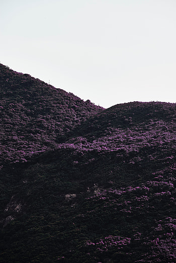 Plants, Nature, Bush, Vegetation, Slope, Hill HD phone wallpaper