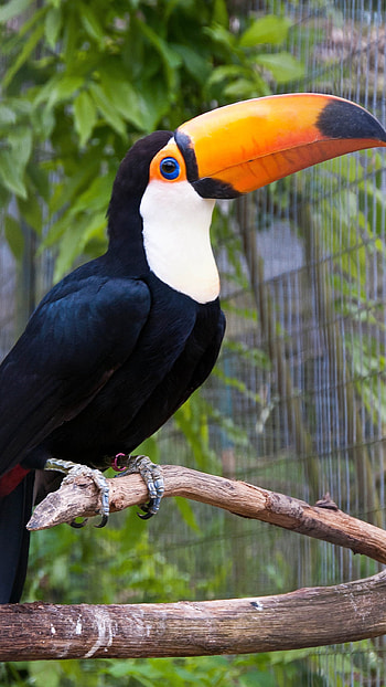 Toucans, Cute Bird HD phone wallpaper