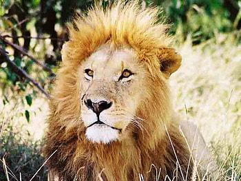 lion, africa, cat, kruger, wild HD wallpaper