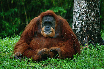 Orangutan , Beautiful primate, Nature's wonders, Wildlife sanctuary HD wallpaper