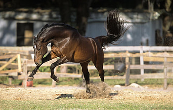 I'm happy, animal, horse, cavalo HD wallpaper
