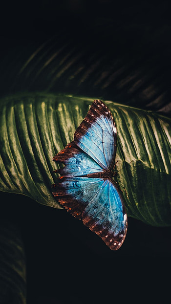 Vibrant butterflies, Beautiful wing patterns, Nature's delicate creatures, Symbol of transformation HD phone wallpaper
