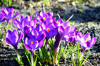 Colors of Spring, sunshine, plants, crocus, blossoms, garden HD wallpaper