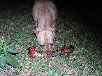 MY KIND OF TREAT...YUM YUM, dog, terrier, treat, bone, pitbull HD wallpaper