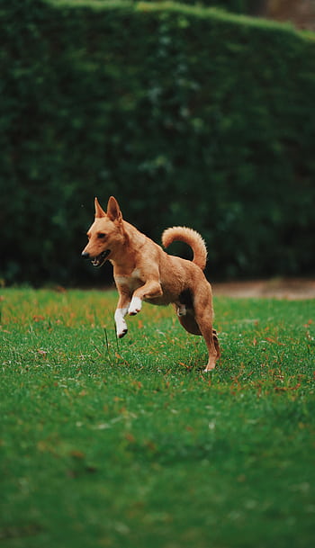 A lively brown dog joyfully running on a vibrant green lawn in daylight, showcasing agility and energy. HD phone wallpaper