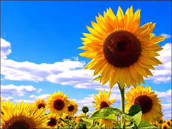 Plants, Flowers, Sunflowers HD wallpaper