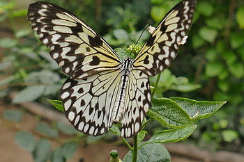 Patterns, Plant, Macro, Butterfly, Wings HD wallpaper