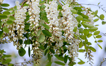 Flowers, Branches, Greens, Bouquet, Vase HD wallpaper