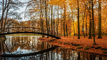 Autumn in a park, Netherlands, reflections, leaves, fall, colors, bridge, trees, water HD wallpaper