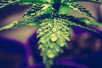 Drops, Macro, Close-Up, Sheet, Leaf, Dew HD wallpaper
