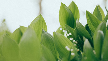 Flowers, Leaves, Lily Of The Valley HD wallpaper