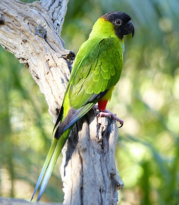 Animals, Parrots, Bright, Bird, Aratinga, Parakeet HD phone wallpaper