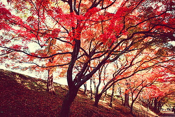 Beautiful autumn park with vibrant red and orange leaves creating a serene natural scene. HD wallpaper