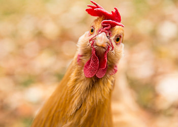 Hen (Animals), Hen living rogue, -roaming chicken, Hercules HD wallpaper