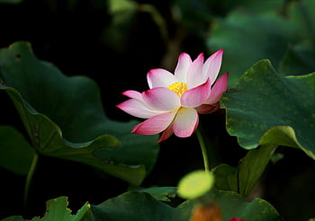 Close-up of a radiant pink lotus flower blooming amidst lush green leaves in a tranquil pond. HD wallpaper