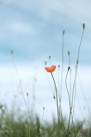 Flowers, Flower, Plant, Bloom, Flowering, Wild, Poppy HD phone wallpaper