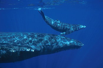 Blue whales optimize foraging efficiency, Dense prey density, Shark research, Conservation program HD wallpaper