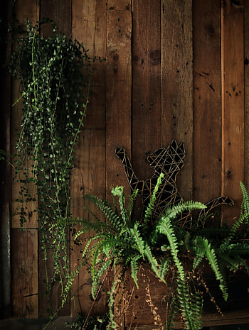 Plant, Miscellanea, Miscellaneous, Wood, Wooden, Fern, Cat HD phone wallpaper