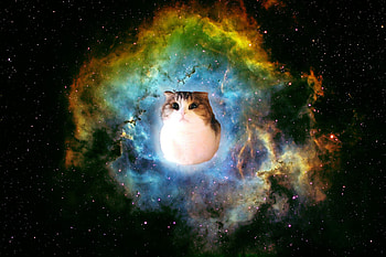 Space Cat Resolution ... HD wallpaper