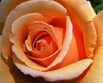 Rose, nature, flower HD wallpaper