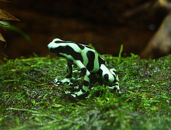 Green and Black Frog, grass, black, frog, green HD wallpaper