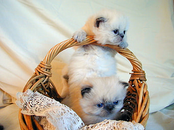Mother love, sweet, kitten, basket, mom, mother, cat HD wallpaper