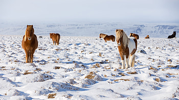 Icelandic horses standing in a field, Iceland, Animal, horse HD wallpaper