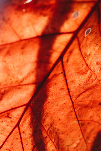 Macro, Brown, Dry, Leaflet, Veins HD phone wallpaper