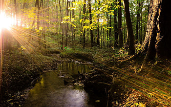 Nature, Trees, Sun, Shine, Light, Rays, Beams, Forest, Overflow, Overflows HD wallpaper