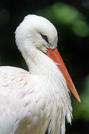 Animals, Feather, Bird, Beak, Stork HD phone wallpaper