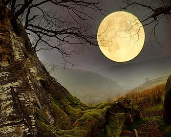 Full Moon, branch, nature, moon, mountain HD wallpaper