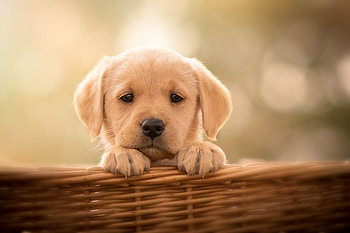 Basket, Labrador Retriever HD wallpaper