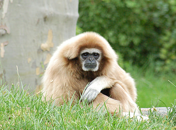 Animals, Light, Sit, Light Coloured, Monkey, Paws, Gibbon HD wallpaper