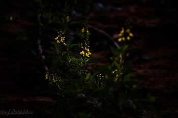 Flowers, Flower, Plant, Dark, Bloom, Flowering HD wallpaper