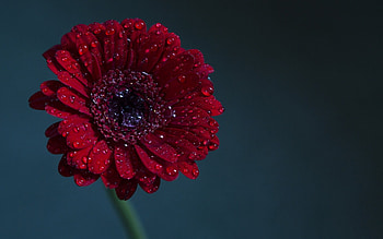Gerbera, flower, drops, beautiful, nature, red gerbera, water HD wallpaper