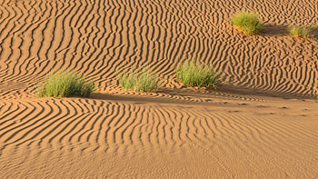 Grass, Deserts HD wallpaper