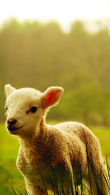 Animal sheep mobile , Baby lamb HD phone wallpaper