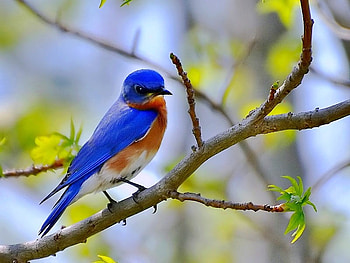 Blue Bird, beautiful HD wallpaper