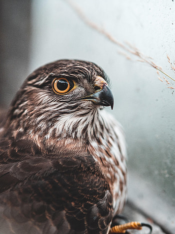 Animals, Bird, Brown, Predator, Falcon HD phone wallpaper