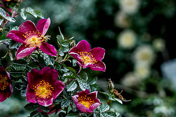 Flowers, Bush, Moisture HD wallpaper