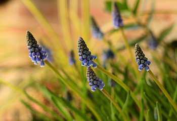 Muscari, Hyacinth, blue flowers HD wallpaper