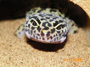 Mojave Roxanne, mojave, leopard gecko, reptile, lizard, gecko HD wallpaper