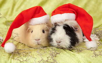 Animals, Guinea Pigs, Hats, Caps HD wallpaper